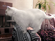 16CATS-articleInline.jpg