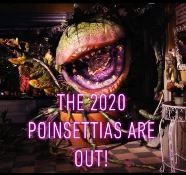 2020 poinsettas are out.jpg