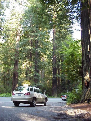 2924Redwoods.jpg