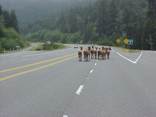2924TrafficElk2.jpg