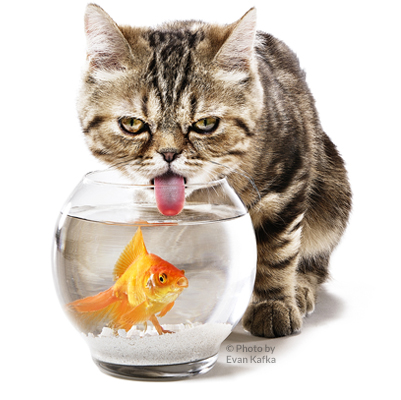 404_error_cat.jpg