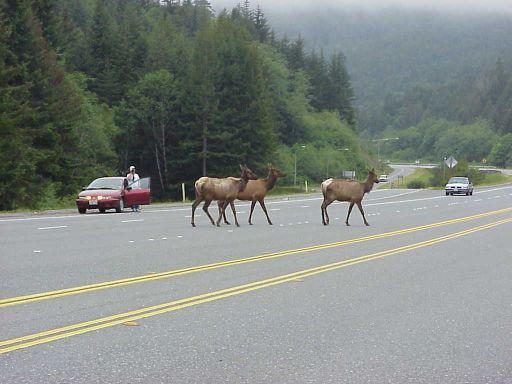 80-2924trafficelk1_5ebdacf75b622a17ab89ad846b96f676fbddb8cd.jpg