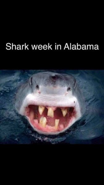 alabama shark week.jpg