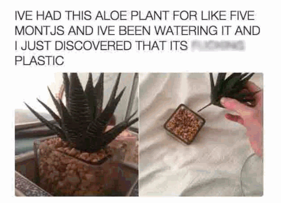 Aloe Plant.gif
