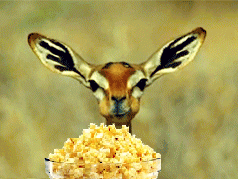 ANIMAL POPCORN.gif