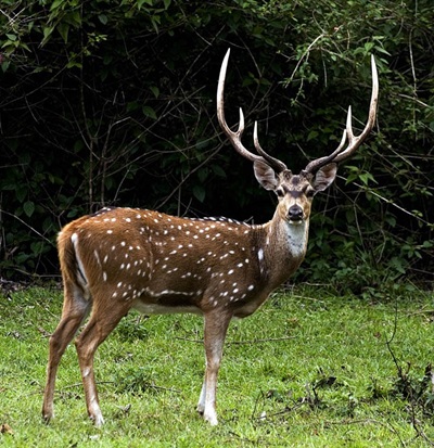 Axis-Deer.jpg
