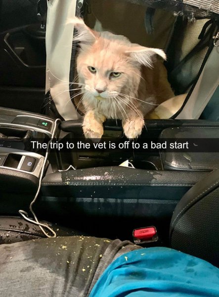 bad start on cat trip to vet.jpg