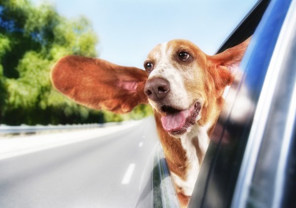 Basset-Hound-dog-pet-ear-window-car-road-funny-hd-wallpaper.jpg