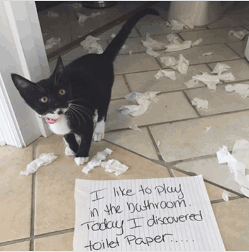 Bathroom toy.gif