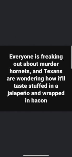 bbq murder hornets in texas.jpg