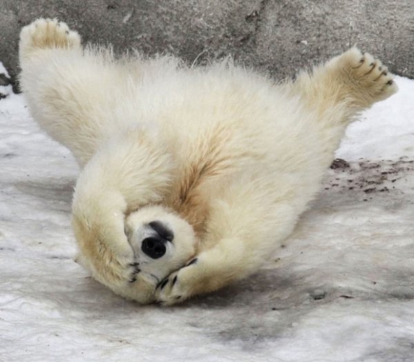 bear doh.jpg