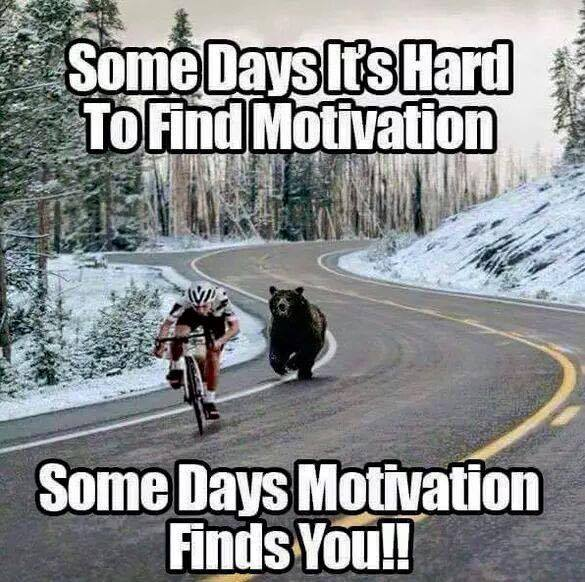 bear motivation.png