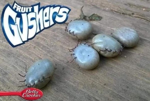 betty crocker fruit gusher ticks.jpg