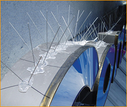 bird-barrier-bird-spikes.png