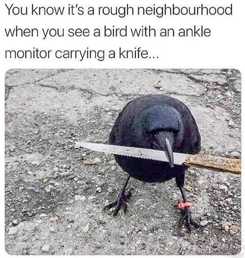 Bird w-knife.jpg