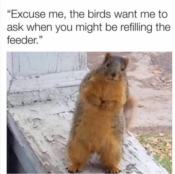 birds want a refill squirrel asking.jpg