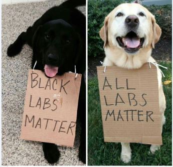 black labs.JPG