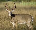 buck.jpeg