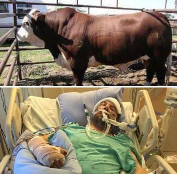 bull breeding assault.jpg