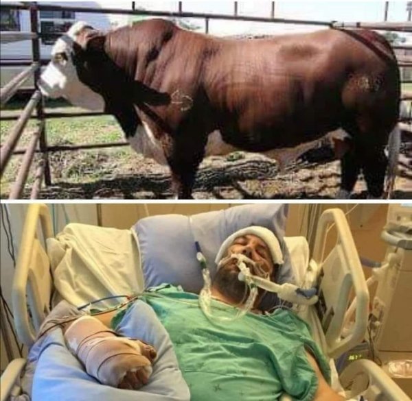bulls mating habits vs man.jpg