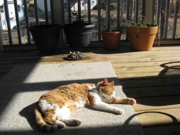 buttercup.jpg