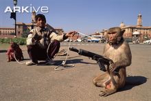 Captive-rhesus-macaque-posed-with-toy-gun.jpg