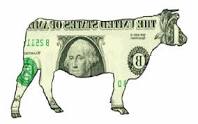 cash cow.jpeg
