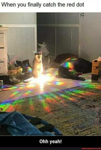 cat catches red dot.jpg