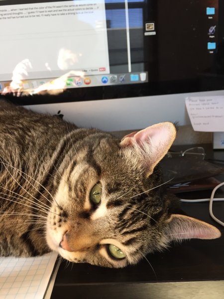 cat.jpg