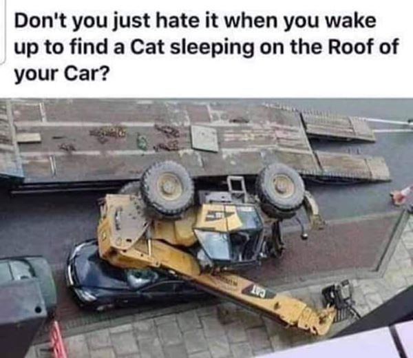 cat on car roof.jpg