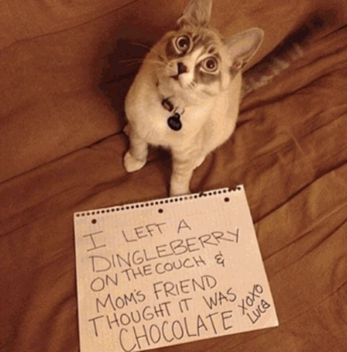 Chocolate.gif