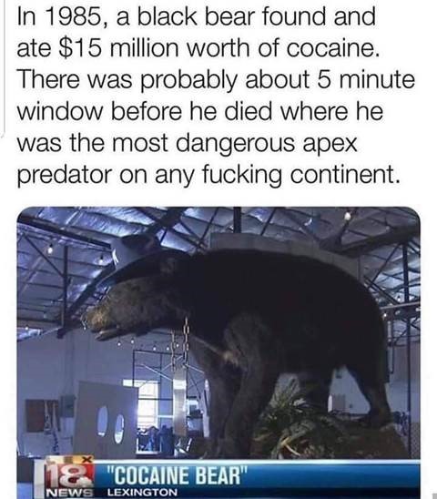 coke bear.jpg