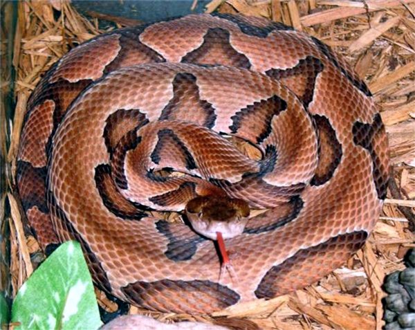 copperhead-snake.jpg