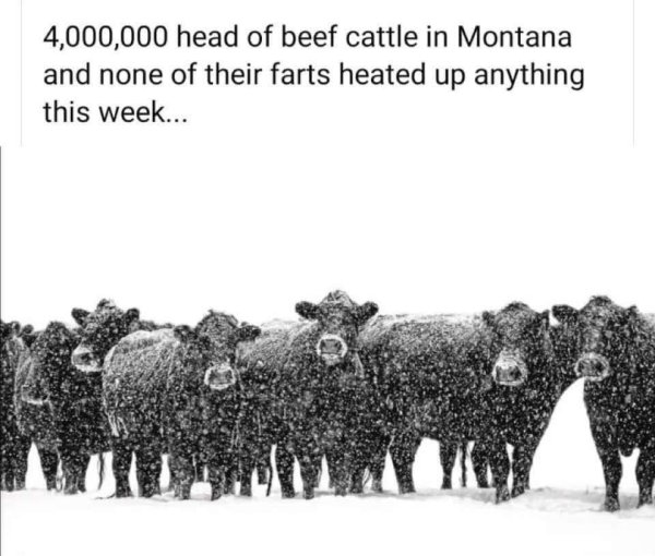 cow farts in montana didnt heat up anything.jpg