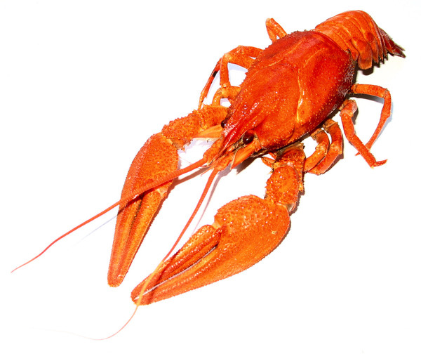 crawfish.jpg