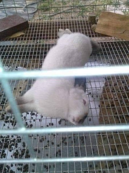 dead rabbit in cage.jpg
