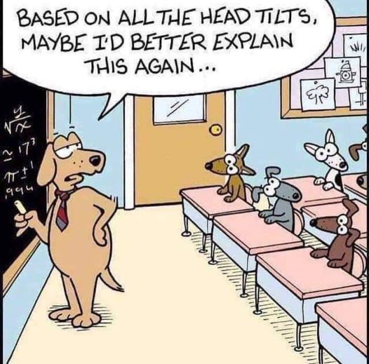 dog head tilts in class.jpg