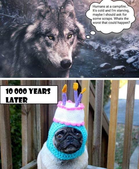 dog history.jpg