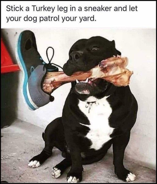 dog patrol with turkey leg.jpg
