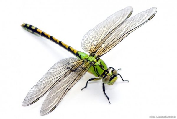 Dragonfly.jpg
