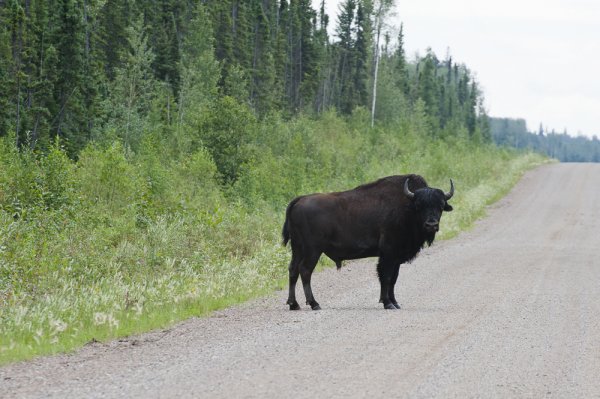 DSC5849 Wood Bison small.jpg