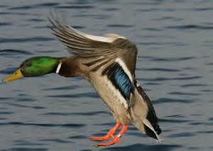 duck3.jpg