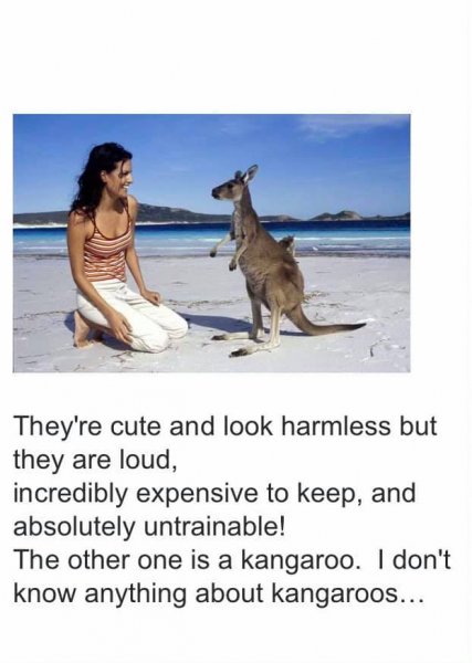 expensive to keep kangaroo.jpg