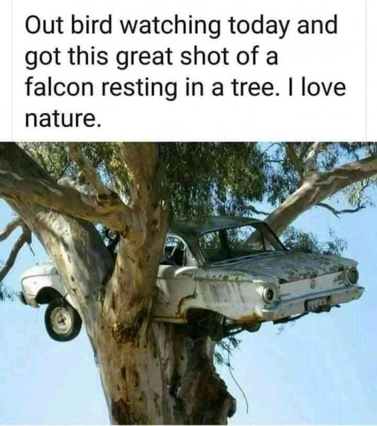 falcon resting in a tree.jpg