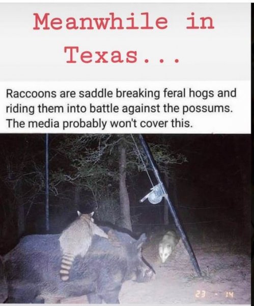 feral hogs ridden into battle.jpg