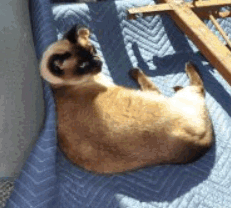 Foot.gif