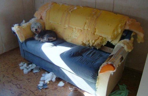get a dog.jpg