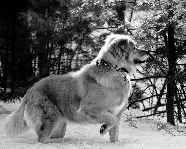 gingere bw snow rimlit.jpg
