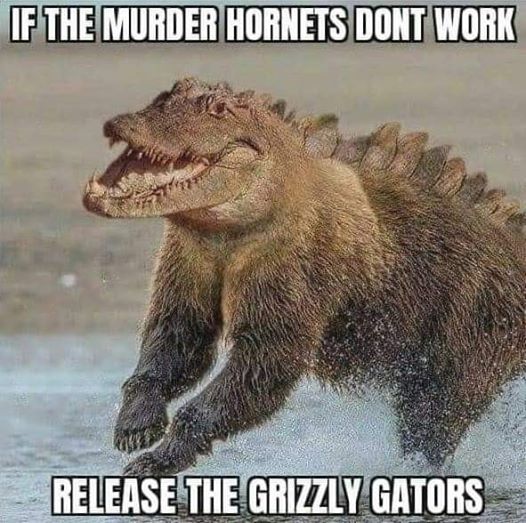 grizzly gators.jpg