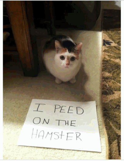 Hamster.gif